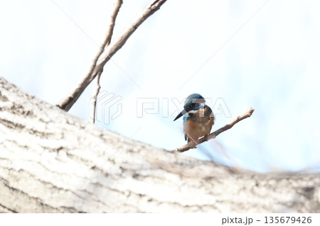 カワセミ kingfisher 135679426