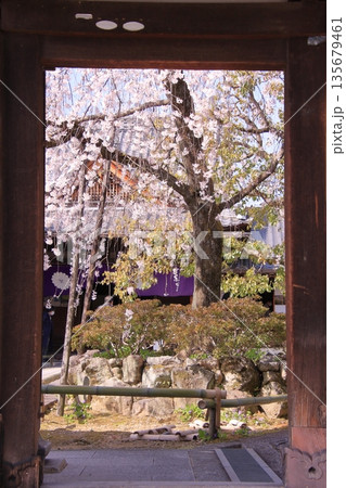 京都西陣の桜の名所　十二坊上品蓮台寺 135679461