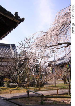 京都西陣の桜の名所 十二坊上品蓮台寺 京都西陣の桜の名所 十二坊上品蓮台寺 135679465