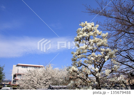 京都西陣の桜の名所 十二坊上品蓮台寺 京都西陣の桜の名所 十二坊上品蓮台寺 135679488