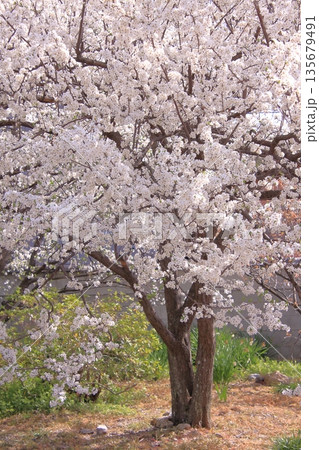 京都西陣の桜の名所 十二坊上品蓮台寺 京都西陣の桜の名所 十二坊上品蓮台寺 135679491