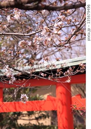 京都西陣の桜の名所 十二坊上品蓮台寺 京都西陣の桜の名所 十二坊上品蓮台寺 135679496