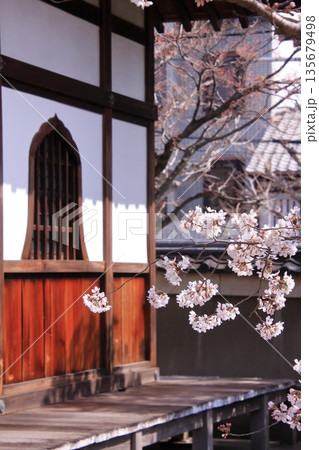 京都西陣の桜の名所　十二坊上品蓮台寺 135679498
