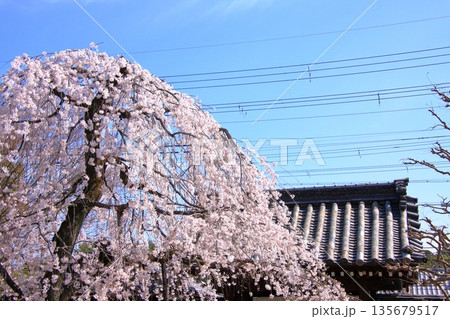 京都西陣の桜の名所 十二坊上品蓮台寺 京都西陣の桜の名所 十二坊上品蓮台寺 135679517