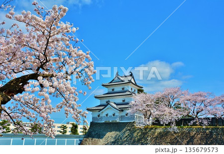 新発田城址公園の桜 新発田城址公園の桜 135679573