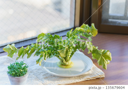 大根の葉の再生栽培・家庭でできるリボベジ 135679604