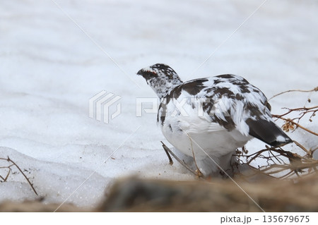 雷鳥 ptarmigan 135679675