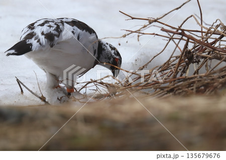 雷鳥 ptarmigan 雷鳥 ptarmigan 135679676