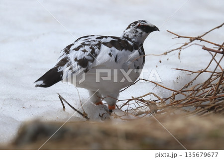 雷鳥 ptarmigan 雷鳥 ptarmigan 135679677