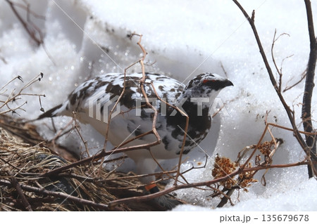 雷鳥 ptarmigan 135679678