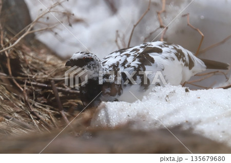 雷鳥 ptarmigan 雷鳥 ptarmigan 135679680
