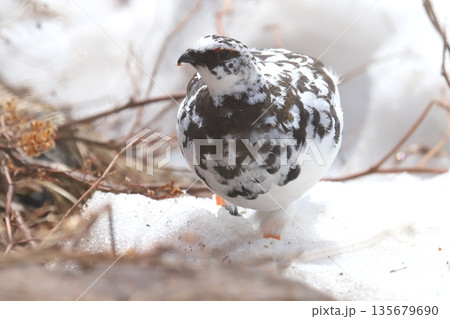 雷鳥 ptarmigan 雷鳥 ptarmigan 135679690