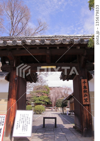 京都西陣　名桜阿亀桜の千本釈迦堂こと大報恩寺 135679833