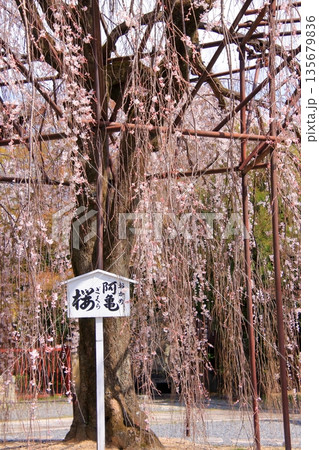 京都西陣　名桜阿亀桜の千本釈迦堂こと大報恩寺 135679836