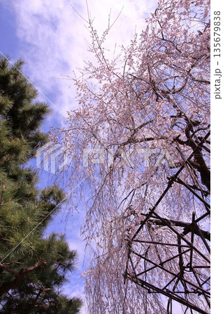京都西陣 名桜阿亀桜の千本釈迦堂こと大報恩寺 京都西陣 名桜阿亀桜の千本釈迦堂こと大報恩寺 135679838
