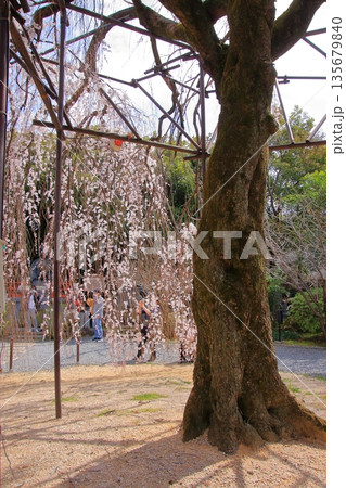 京都西陣　名桜阿亀桜の千本釈迦堂こと大報恩寺 135679840