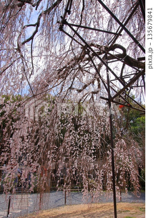 京都西陣 名桜阿亀桜の千本釈迦堂こと大報恩寺 京都西陣 名桜阿亀桜の千本釈迦堂こと大報恩寺 135679841