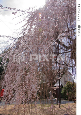 京都西陣　名桜阿亀桜の千本釈迦堂こと大報恩寺 135679843