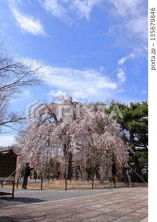 京都西陣　名桜阿亀桜の千本釈迦堂こと大報恩寺 135679846
