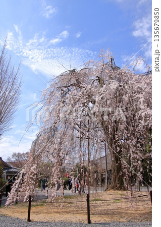 京都西陣　名桜阿亀桜の千本釈迦堂こと大報恩寺 135679850
