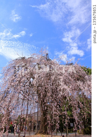 京都西陣　名桜阿亀桜の千本釈迦堂こと大報恩寺 135679851