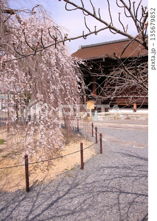 京都西陣　名桜阿亀桜の千本釈迦堂こと大報恩寺 135679852