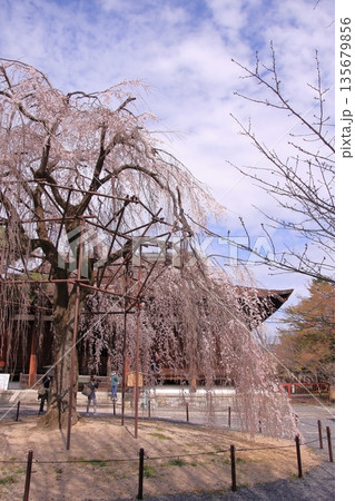 京都西陣 名桜阿亀桜の千本釈迦堂こと大報恩寺 京都西陣 名桜阿亀桜の千本釈迦堂こと大報恩寺 135679856