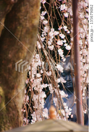 京都西陣 名桜阿亀桜の千本釈迦堂こと大報恩寺 京都西陣 名桜阿亀桜の千本釈迦堂こと大報恩寺 135679862