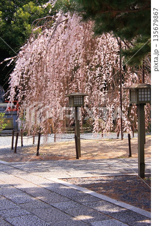 京都西陣　名桜阿亀桜の千本釈迦堂こと大報恩寺 135679867