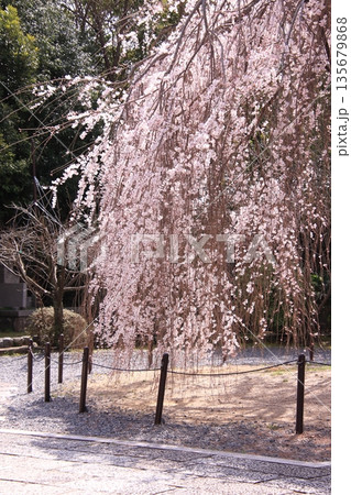 京都西陣　名桜阿亀桜の千本釈迦堂こと大報恩寺 135679868