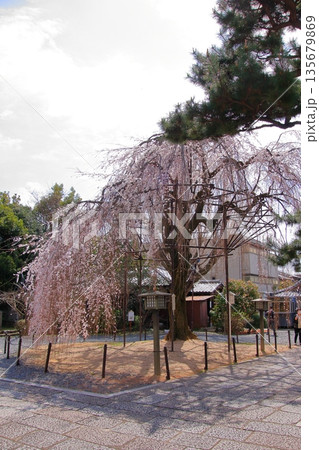 京都西陣 名桜阿亀桜の千本釈迦堂こと大報恩寺 京都西陣 名桜阿亀桜の千本釈迦堂こと大報恩寺 135679869