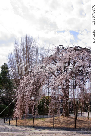 京都西陣　名桜阿亀桜の千本釈迦堂こと大報恩寺 135679870