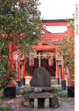 京都西陣　名桜阿亀桜の千本釈迦堂こと大報恩寺 135679872