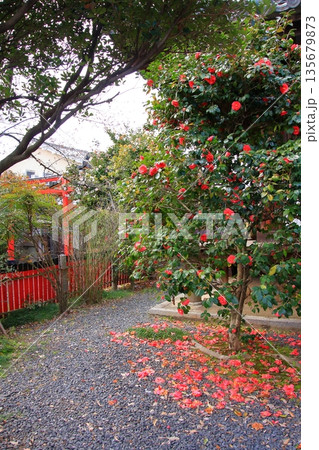 京都西陣　名桜阿亀桜の千本釈迦堂こと大報恩寺 135679873