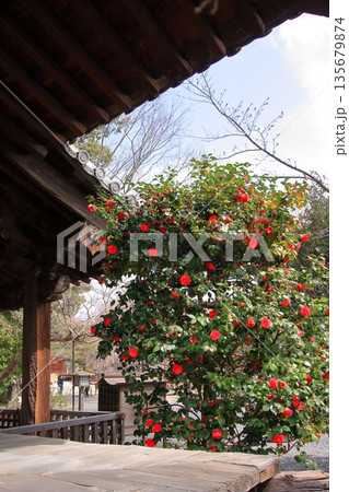 京都西陣　名桜阿亀桜の千本釈迦堂こと大報恩寺 135679874