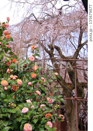 京都西陣　名桜阿亀桜の千本釈迦堂こと大報恩寺 135679877