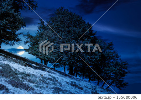 beech forest on the hill in late summer at night. mountains under dark sky clouds in full moon light. beautiful green environment backdrop for fiction art adventures or wilderness mystery concepts beech forest on the hill in late summer at night. mountains under dark sky clouds in full moon light. beautiful green environment backdrop for fiction art adventures or wilderness mystery concepts 135680006