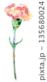 水彩風カーネーション一輪 135680024
