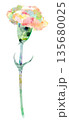 個性的な色合いの水彩風カーネーション一輪 135680025
