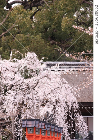 京都の桜名所 魁桜のある平野神社 京都の桜名所 魁桜のある平野神社 135680052