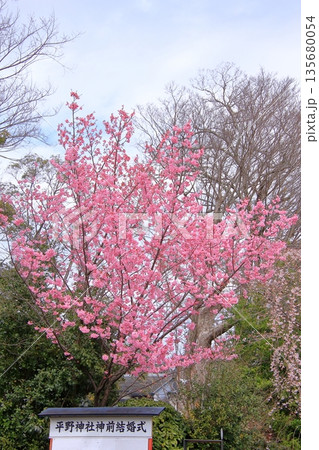 京都の桜名所 魁桜のある平野神社 京都の桜名所 魁桜のある平野神社 135680054