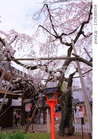 京都の桜名所　魁桜のある平野神社 135680059