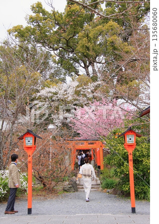 京都の桜名所 魁桜のある平野神社 京都の桜名所 魁桜のある平野神社 135680060