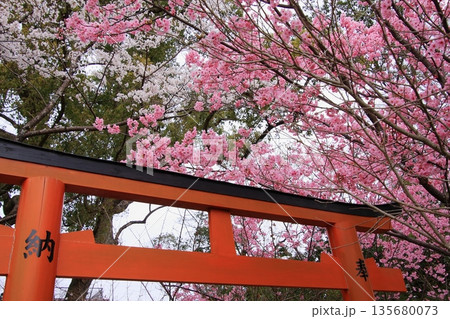 京都の桜名所 魁桜のある平野神社 京都の桜名所 魁桜のある平野神社 135680073