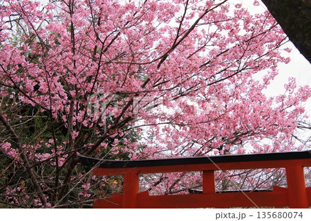 京都の桜名所 魁桜のある平野神社 京都の桜名所 魁桜のある平野神社 135680074