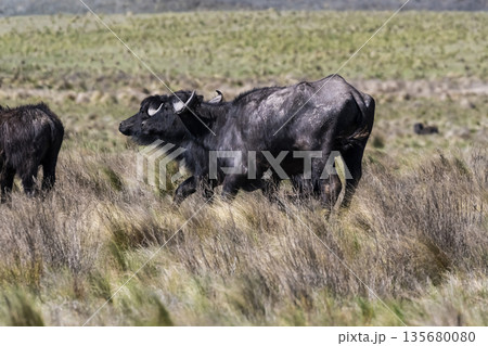 Water buffalo, Bubalus bubalis, species introduced in Argentina, La Pampa province, Patagonia. Water buffalo, Bubalus bubalis, species introduced in Argentina, La Pampa province, Patagonia. 135680080