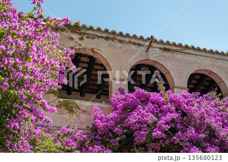 Vibrant bougainvillea flowers in full bloom against a rustic building with arched windows. Bright purple petals contrast with the earthy tones of the structure. 135680123