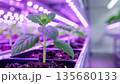 Young plant growing in controlled environment with LED lights, showcasing modern indoor farming techniques 135680133