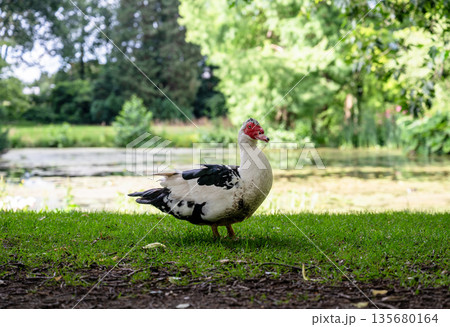 Muscovy duck resting on green grass near pond in peaceful natural countryside setting Muscovy duck resting on green grass near pond in peaceful natural countryside setting 135680164
