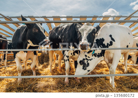 Close-up portrait of a young Holstein cow 135680172